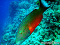 scuba diving photo