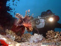 scuba diving photo