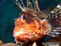 scuba diving photo