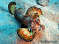 scuba diving photo