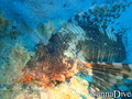 scuba diving photo