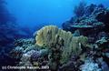 scuba diving photo