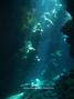 scuba diving photo