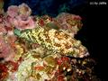 scuba diving photo