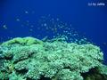 scuba diving photo