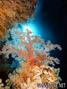 scuba diving photo