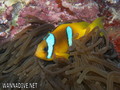 scuba diving photo