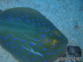 scuba diving photo