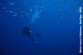 scuba diving photo