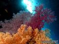 scuba diving photo