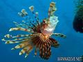 scuba diving photo