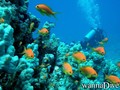 scuba diving photo