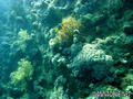 scuba diving photo