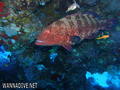 scuba diving photo