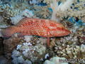 scuba diving photo