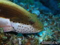 scuba diving photo