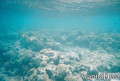 scuba diving photo