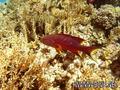scuba diving photo