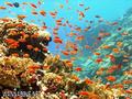 scuba diving photo