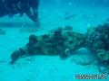 scuba diving photo