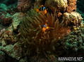 scuba diving photo