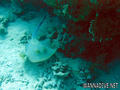 scuba diving photo