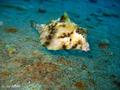 scuba diving photo