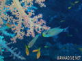 scuba diving photo