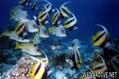scuba diving photo
