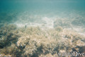 scuba diving photo