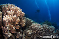scuba diving photo