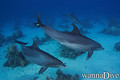 scuba diving photo