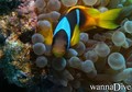 scuba diving photo
