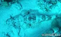 scuba diving photo