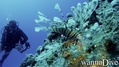 scuba diving photo