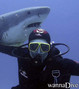 scuba diving photo