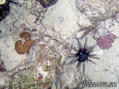 scuba diving photo