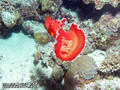 scuba diving photo