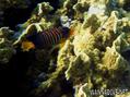 scuba diving photo