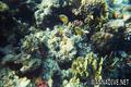 scuba diving photo
