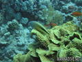 scuba diving photo
