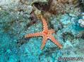scuba diving photo