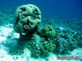 scuba diving photo