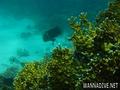 scuba diving photo