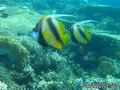 scuba diving photo
