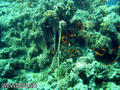 scuba diving photo