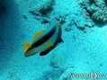 scuba diving photo