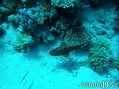 scuba diving photo