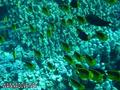 scuba diving photo