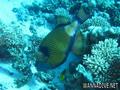 scuba diving photo